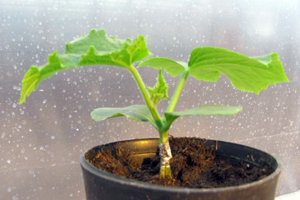 Tecnologia e modi per instillare