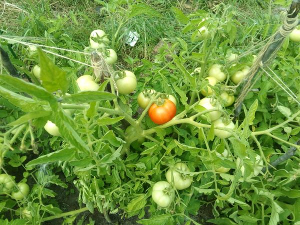 Transplanting tomatoes in open ground