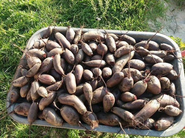 Description and characteristics of the cylinder grade