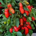 The most popular varieties of tomato