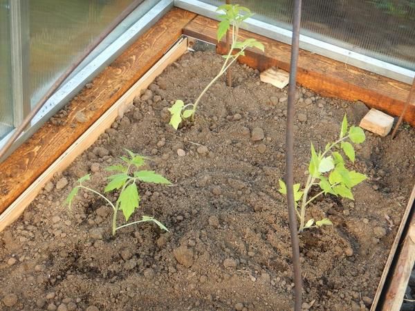 لزراعة مجموعة متنوعة في سيبيريا ، سيكون عليها تجهيز دفيئة