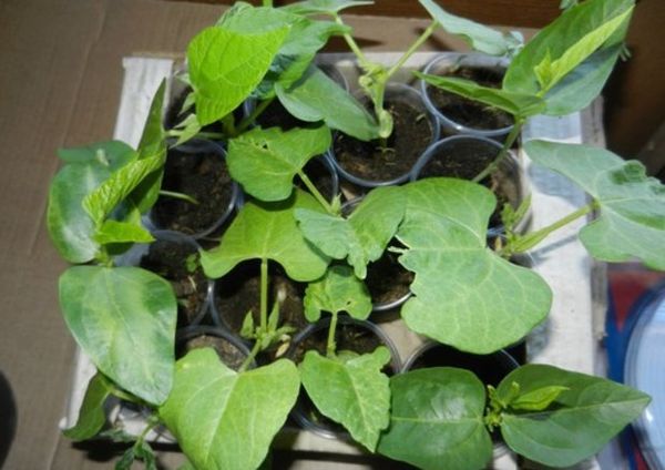 Börülce sebze fideleri