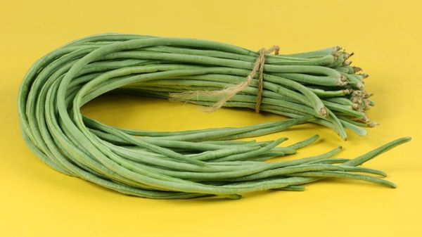 Börülce baklaları oluştuktan 10 gün sonra toplanır