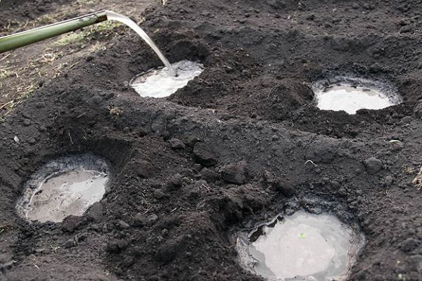 Transplantation of tomatoes in open ground