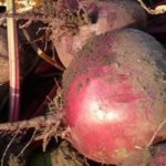 Най-популярните сортове ранно цвекло