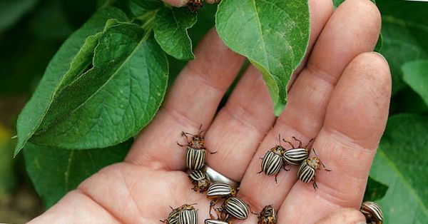 Един от начините за борба - събирането на вредители ръчно