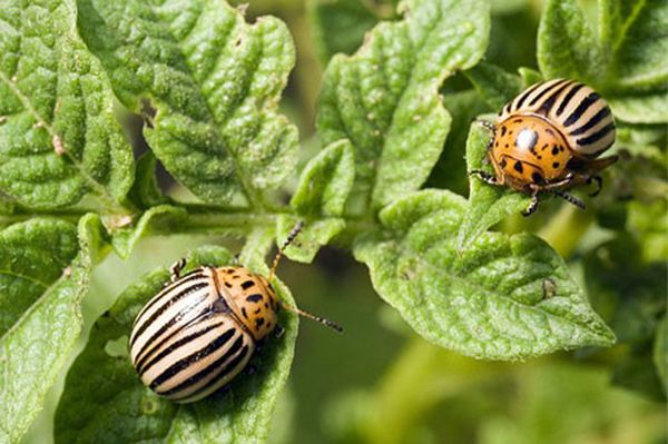 Колорадо бръмбар