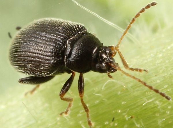 Картофена бълха