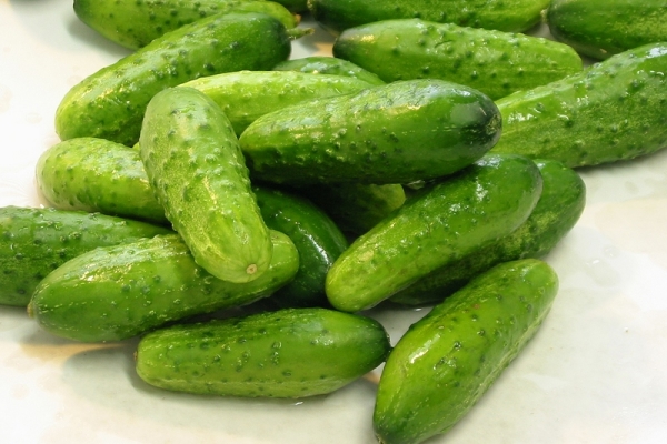  Caratteristiche e descrizione della varietà di cetriolo cultivar f1, semina e cura