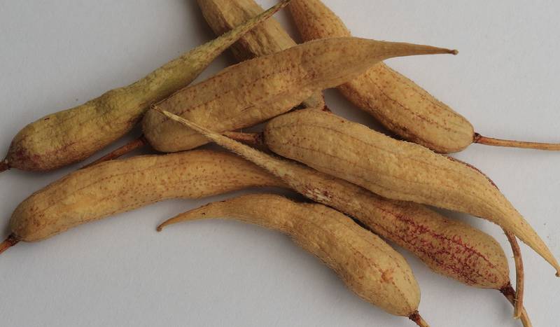 Evde turp yetiştirmek nasıl