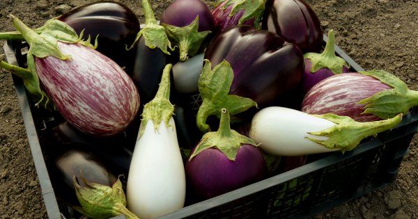 Степента на зрялост на културата се определя чрез кликване върху плода.