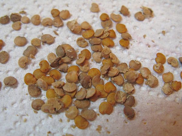 Η ανάπτυξη των σπόρων προς σπορά από τον σπόρο προς τη φύτευση είναι περίπου 1,5 μήνες