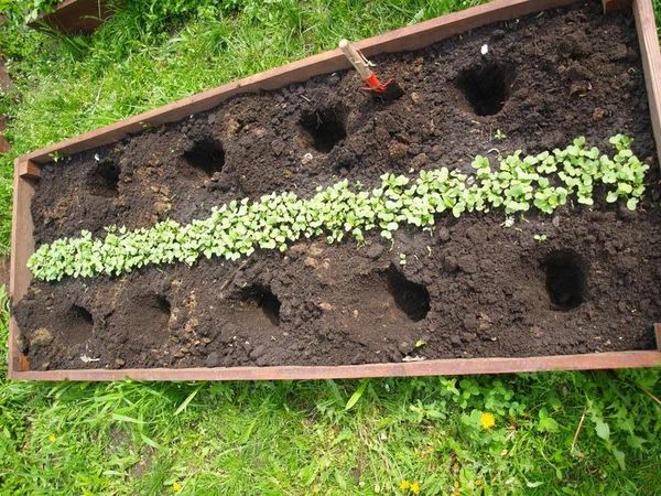 Το πλάτος των κρεβατιών πρέπει να είναι το πολύ δύο θάμνοι.