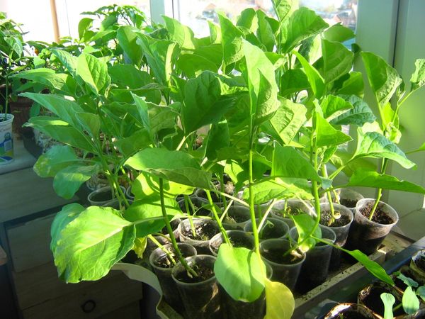 Σημάδι ενός δενδρυλλίου έτοιμου προς σπορά - πραγματικά φύλλα και ένα παχύ στέλεχος