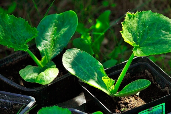 In the rassadny method of growing zucchini, seeds for seedlings are sown in March or February.
