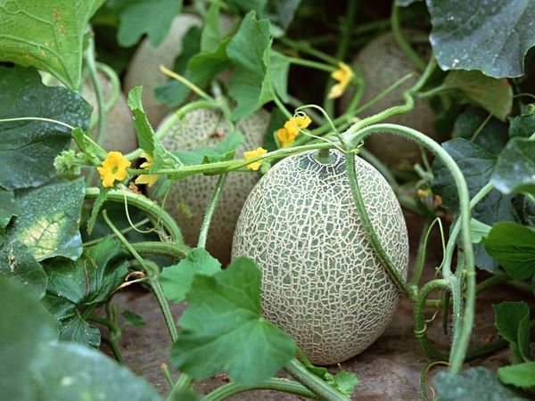  Planting and growing melons in the open field