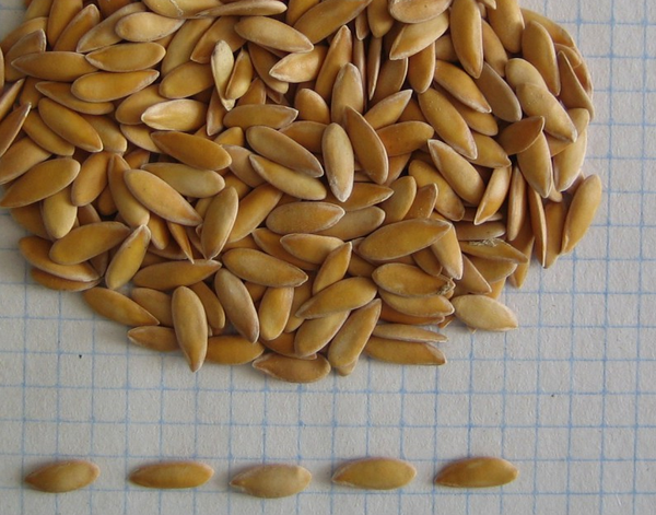 Seeds should be harvested only from large-sized sweet melons.