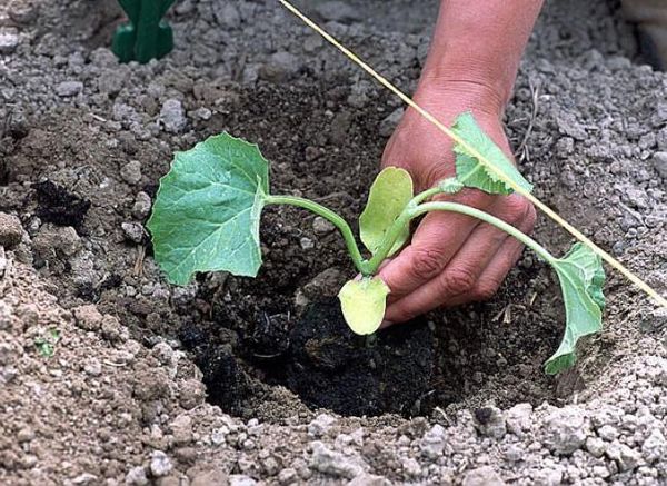 Planting melon seedlings in the ground
