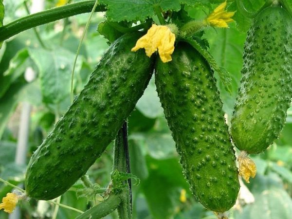  Cultivation of cucumbers in open ground