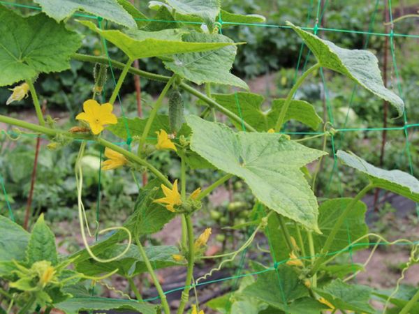 خيار الرباط على شبكة التعريشة