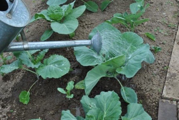 The seedlings of cabbage Valentine in the period of active growth in need of frequent watering