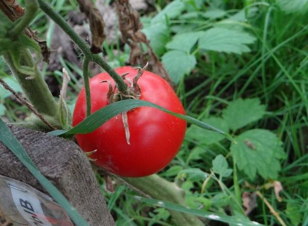  Varietà di pomodori Blast