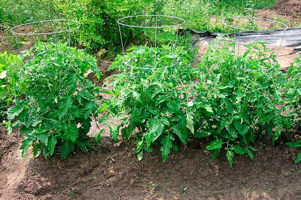 Tomates arbustes hauteur Explosion - 40-60cm