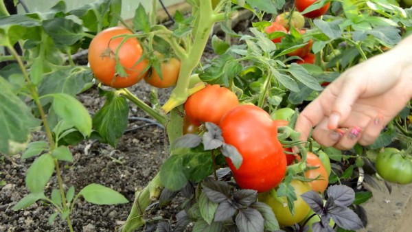 L'explosion a un rendement élevé - 3-4 kg d'un buisson