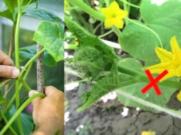 Pinching cucumber tops