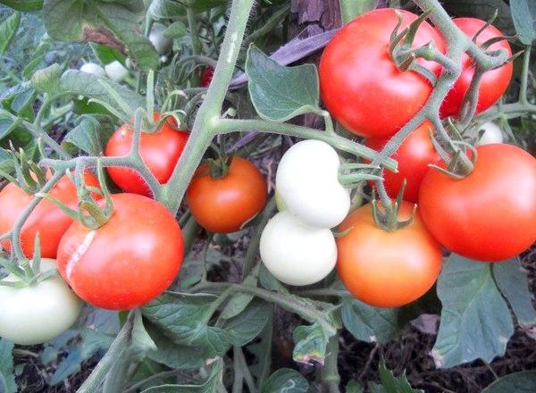  Varietà di pomodori Yablonka Russia