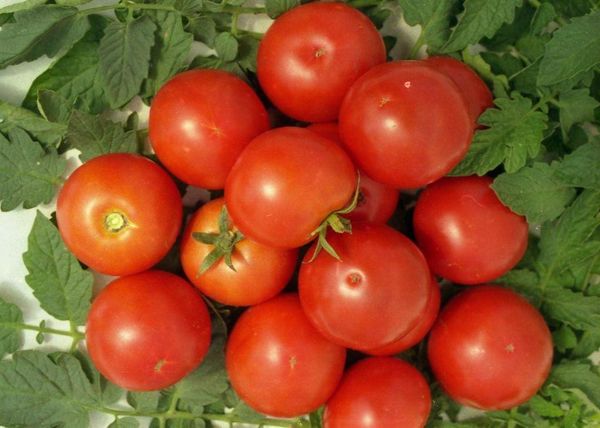 La variété est réputée pour la qualité excellente de ses fruits et sa bonne transportabilité.