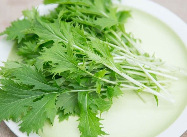 Selon la variété, la première récolte de chou japonais est obtenue dans les 30 à 60 jours.