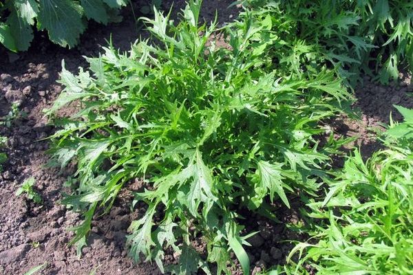 Mec variété japonaise de chou