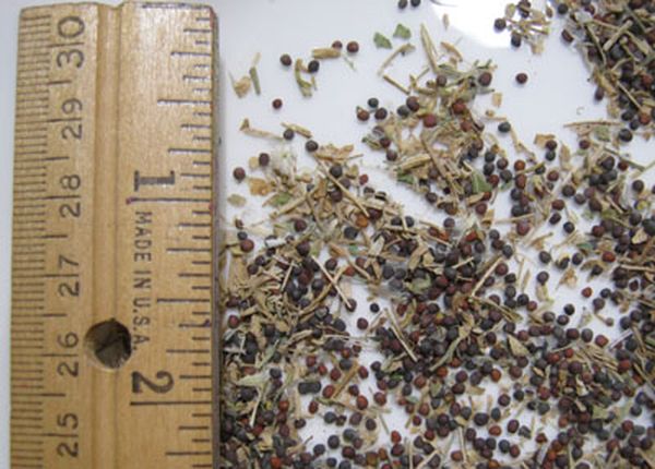 Graines de chou japonais - très petite taille