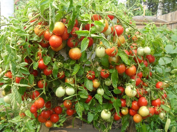The benefits of tomatoes