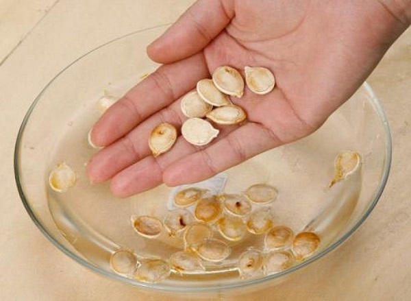 Règles de plantation en pleine terre