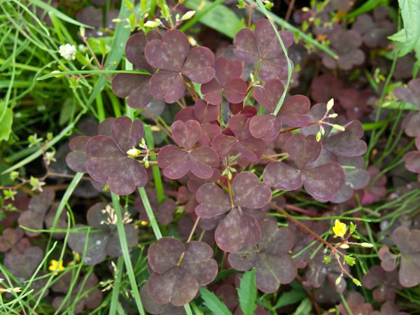 Λάχανο που συγκομίζεται κατά τη διάρκεια της ανθοφορίας