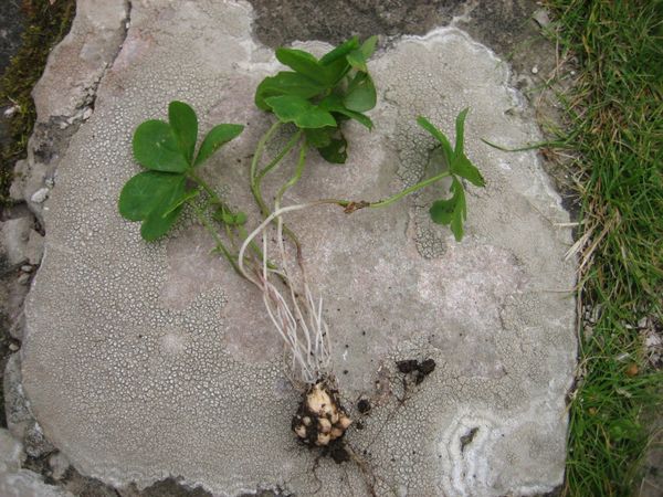 Τόσο τα υπόγεια όσο και τα υπόγεια μέρη χρησιμοποιούνται για ιατρικούς σκοπούς.