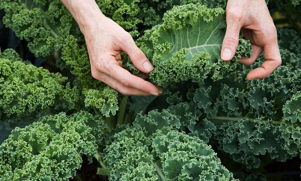 Beschreibung der Sorte