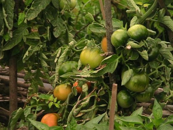 Καλλιέργεια