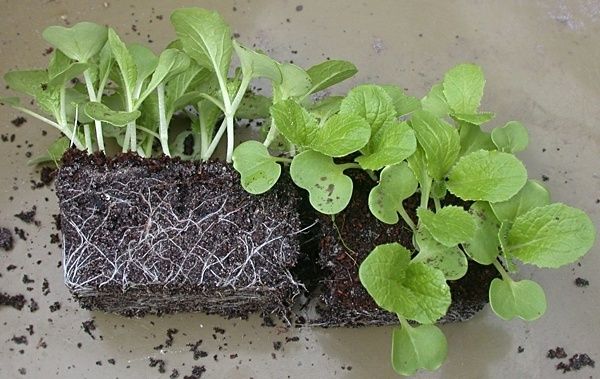 L'ispessimento delle piantine di piantine può rallentare la sua crescita