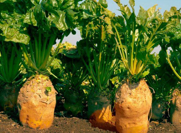 Κίτρινο ekkendorfskaya ή κόκκινο - ποιο είδος είναι καλύτερο να φυτέψει;