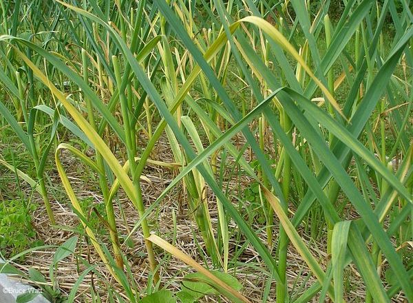  ريش الثوم الصفراء