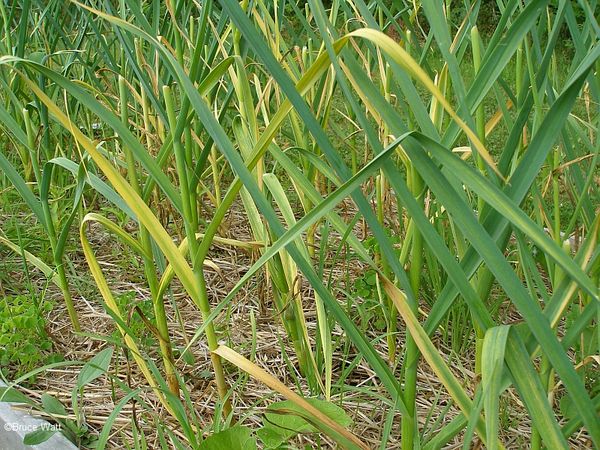  Yellow garlic feathers