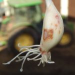 Consequences of the head lesion with mite