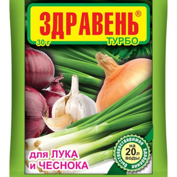 After exposure to frost, it is necessary to process the growth of garlic