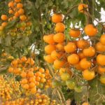 Description and characteristics of the cherry red variety