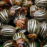 Diseases and pests: prevention methods