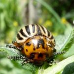 Maladies et leur prévention