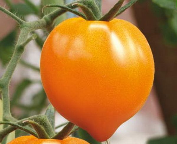 After ripening, the tomato becomes orange in color and the shape of the heart